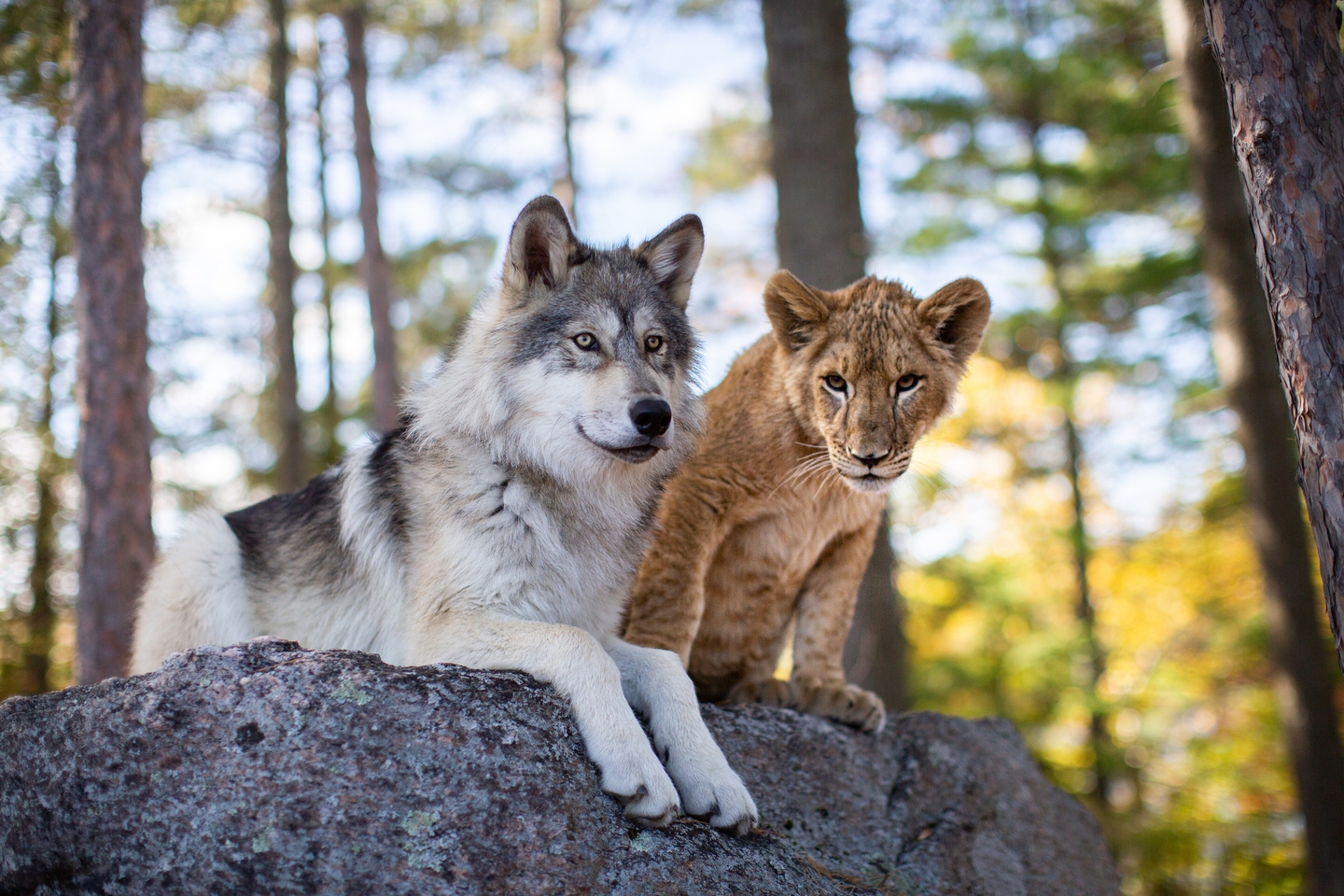 Wolf und der Löwe, Der