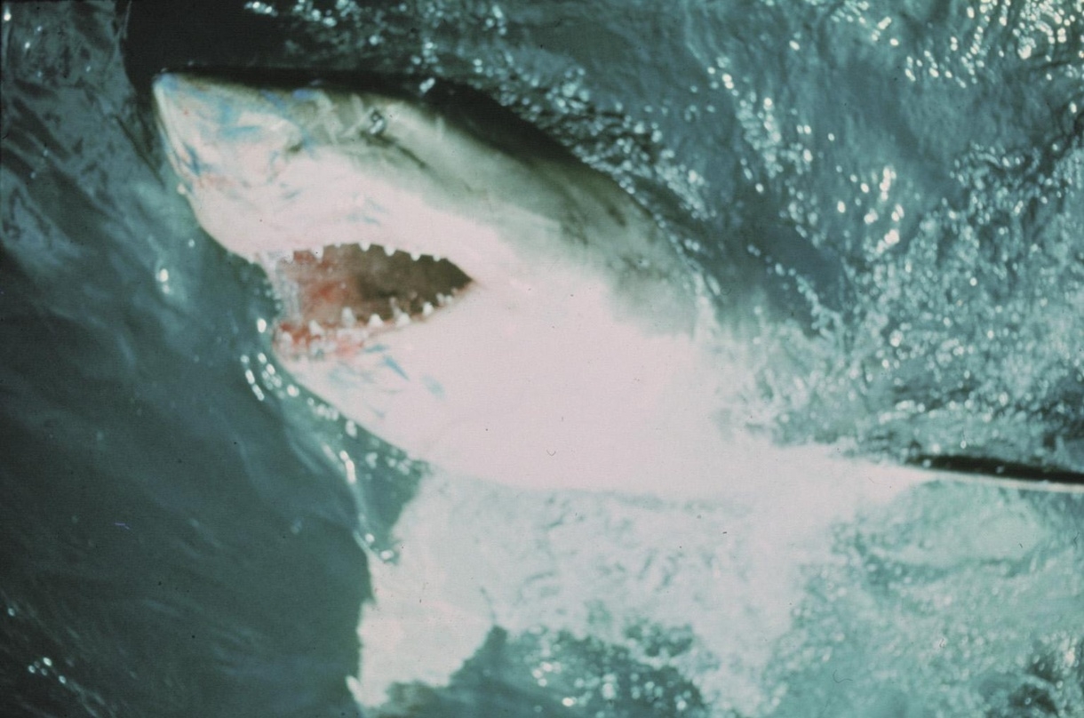 Erscheint demnächst als 4K-Produktfassung: "Der weiße Hai"