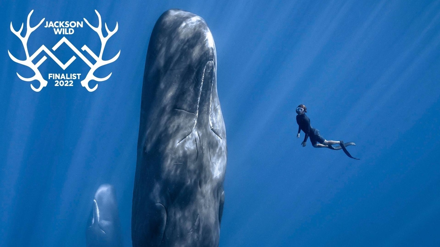 "Patrick and the Whale" hat gute Chancen auf einen Jackson Wild Media Award