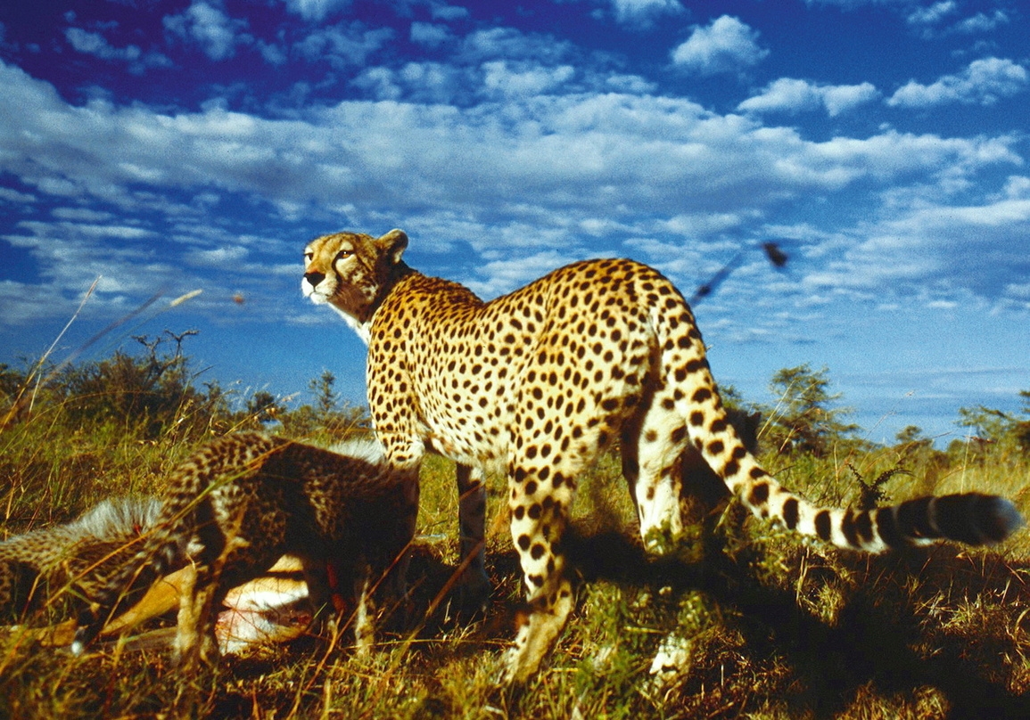 Bildgewaltige Tierdoku auch in 3D: "Serengeti"