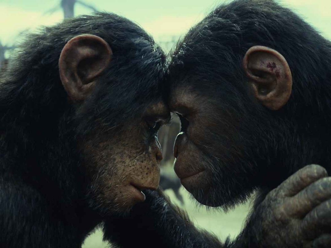 (L-R): Anaya (played by Travis Jeffery) and Noa (played by Owen Teague) in 20th Century Studios' KINGDOM OF THE PLANET OF THE APES. Photo courtesy of 20th Century Studios. © 2024 20th Century Studios. All Rights Reserved.