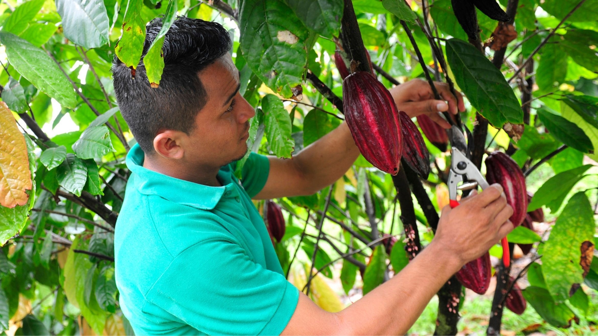 Ritter Sport fördert den nachhaltigen Kakaoanbau in Nicaragua – 
