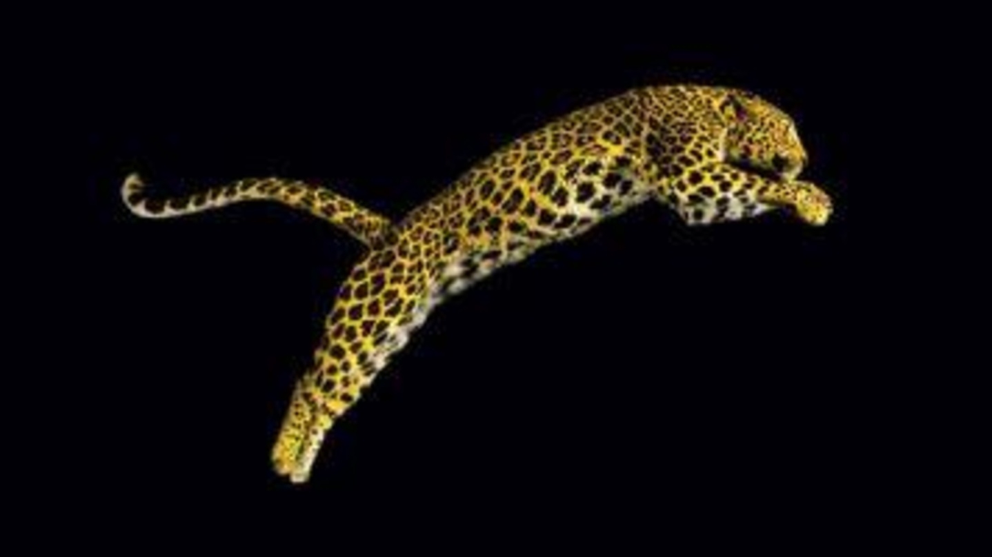 Vor Ort wird der Leopard von Locarno erst wieder 2021 zum Sprung ansetzen