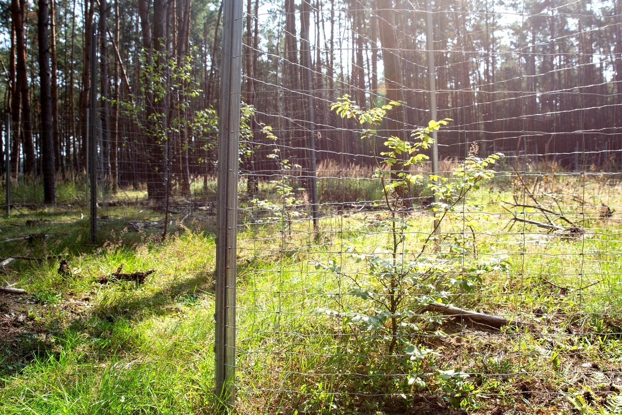 Wachsen und gedeihen: die von optimal media angepflanzten Bäume in einem Naturpark