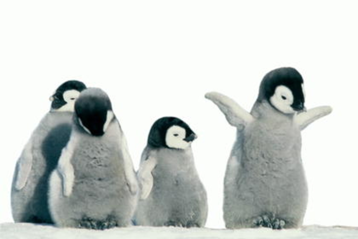 Bekommt Hilfe vom Oscar: "Die Reise der Pinguine"
