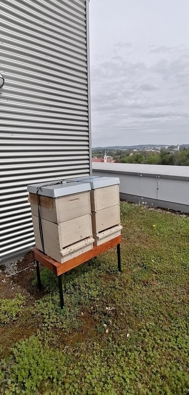 Liefern Hönig: zwei Bienenvölker auf dem Dach der bigBox Allgäu