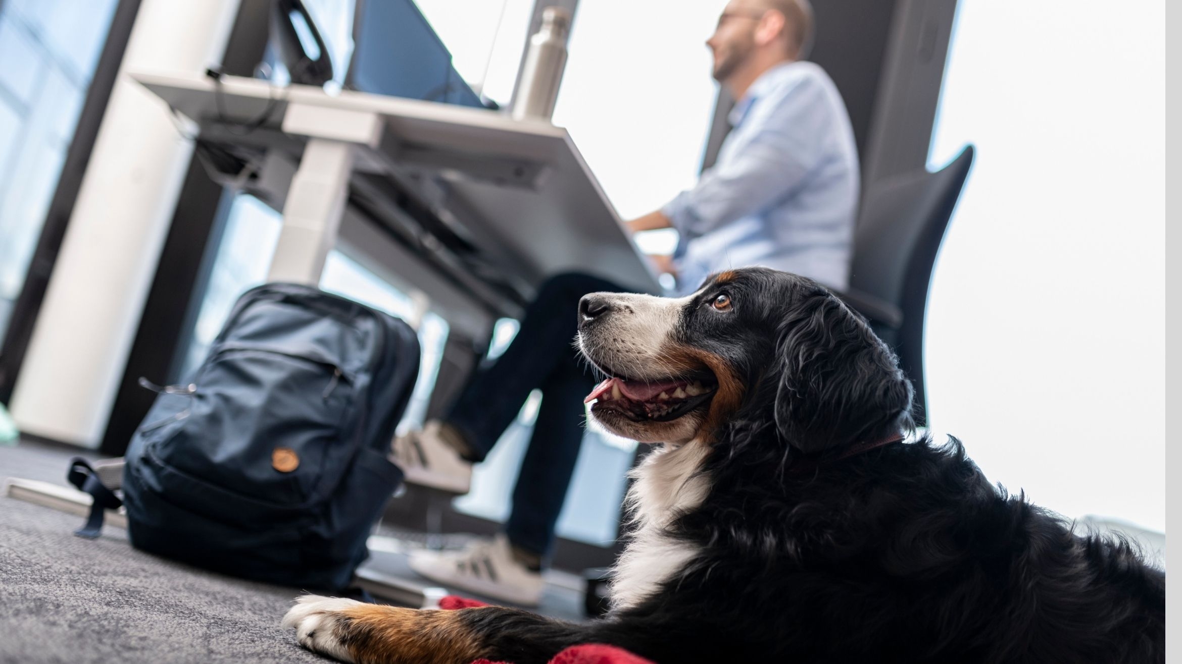 So brav! Hunde sollen bei Funke fester Bestandteil der Bürokultur werden –