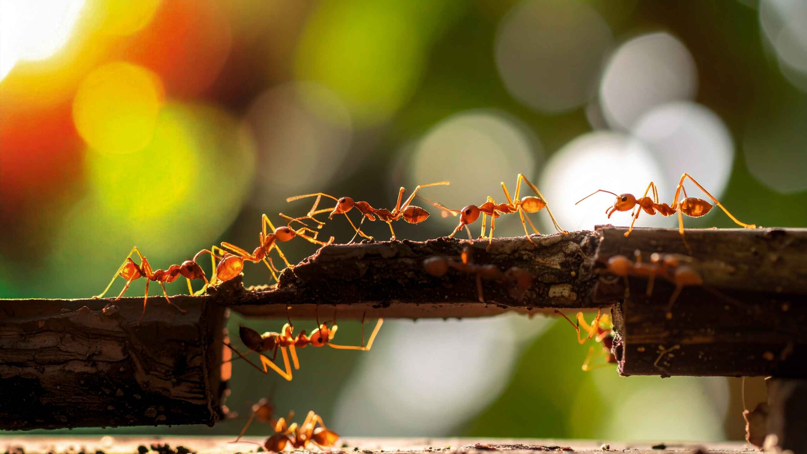 Indie-Umfrage: Wo krabbelt's?