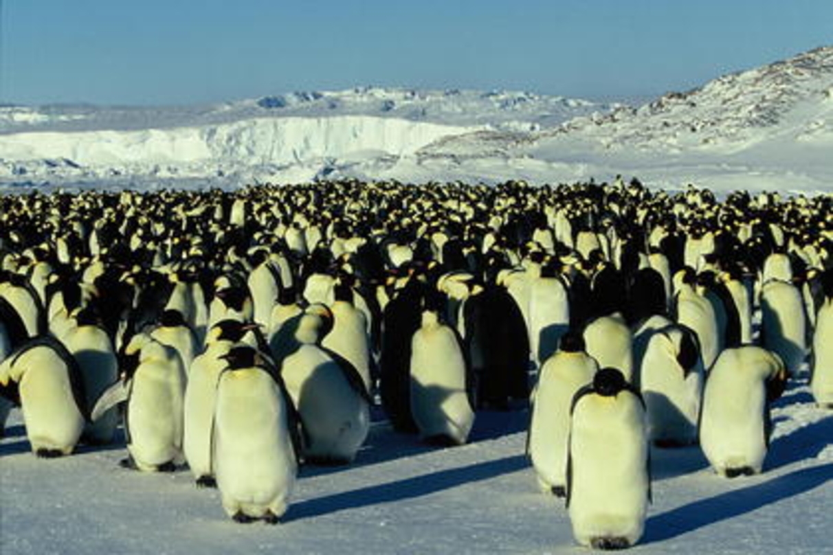 "Die (Erfolgs-)Reise der Pinguine" geht weiter