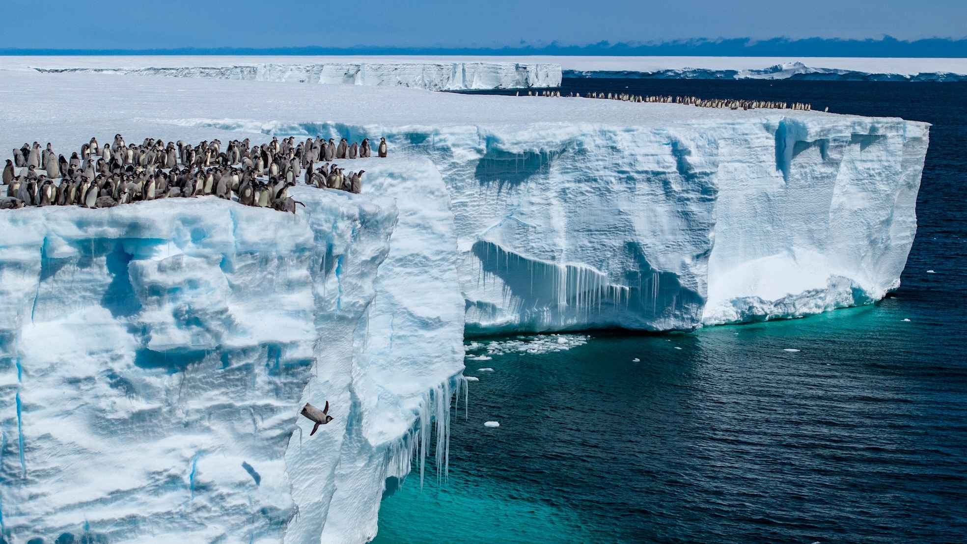 Emperor penguin chicks jumping off the ice shelf edge for their first swim, Atka Bay, Antarctica.  (National Geographic/Bertie Gregory)