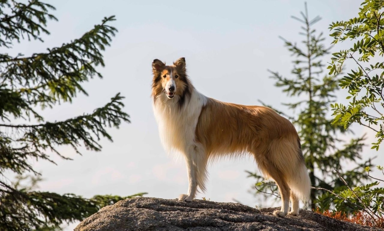"Lassie - Ein neues Abenteuer" wird zu Teilen in Südtirol gedreht