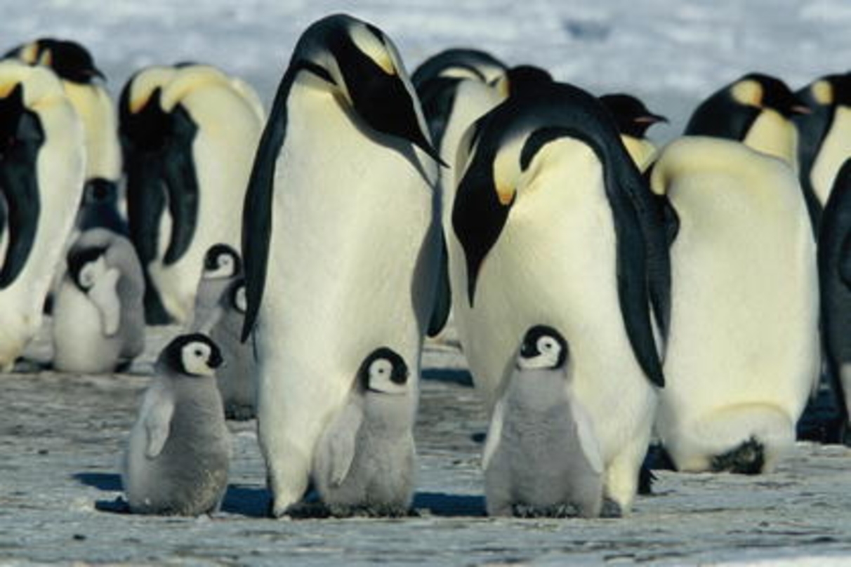 Ein Special-Interest-Titel erobert die DVD-Charts: "Die Reise der Pinguine"